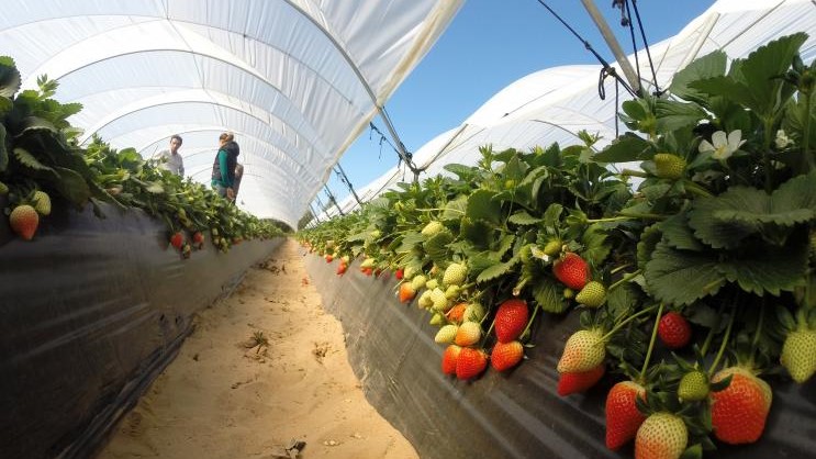 ifapa formacion frutos rojos